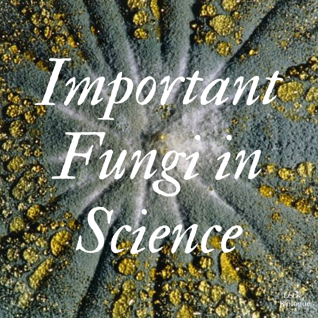 LetsBiologue's tweet photo. Today we bring you fungi that were important and still are important for the cientific world.
Tell us, did you know this facts?
#chooseknowledge https://t.co/z0AwYgQLxy