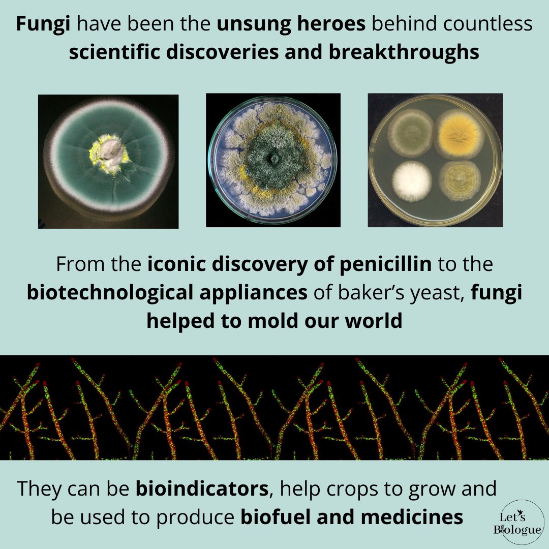 LetsBiologue's tweet photo. Today we bring you fungi that were important and still are important for the cientific world.
Tell us, did you know this facts?
#chooseknowledge https://t.co/z0AwYgQLxy