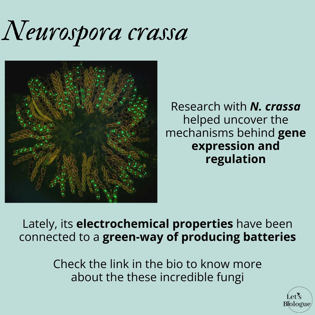 LetsBiologue's tweet photo. Today we bring you fungi that were important and still are important for the cientific world.
Tell us, did you know this facts?
#chooseknowledge https://t.co/z0AwYgQLxy