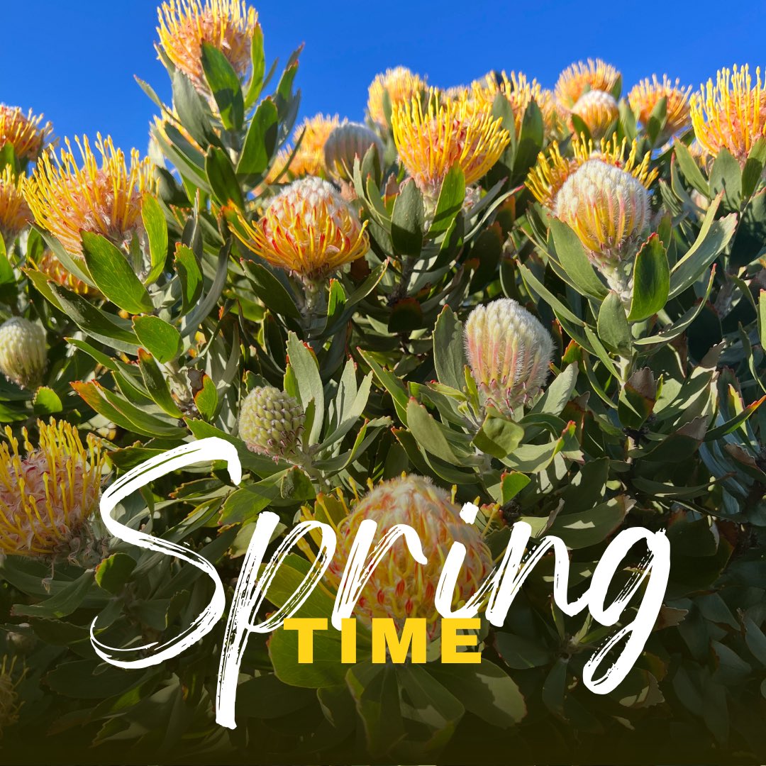 Spring has most definitely sprung at the Alexander Guesthouse!

Aren’t our pincushions absolutely glorious! 💛🧡💚 #protea #pincushion #colour #flower #flowerstagram #floweroftheday #Knysna #guesthouse #boutiquesuite #holiday #KnysnaHeads #travel #visit #stay #play #vacation