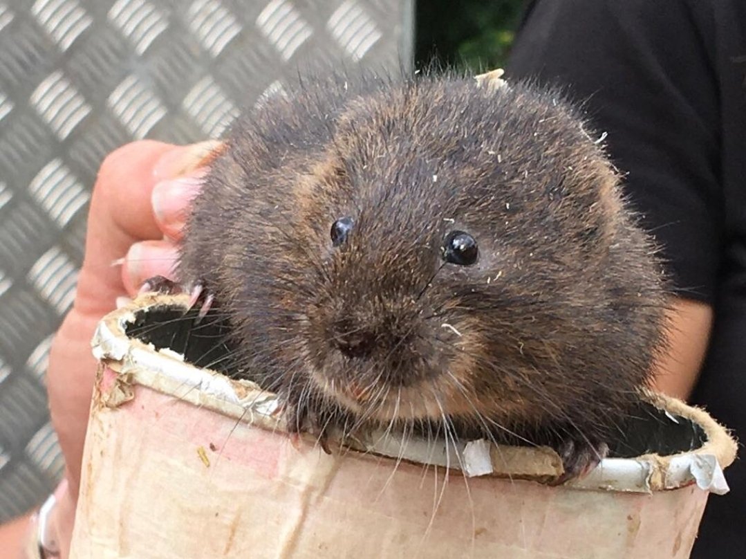 As part of @NaturalEngland's Species Recovery Program our WET Hogsmill project will reintroduce Water Voles onto the Hogsmill river with help from @CitizenZoo 
Water Vole numbers have declined sharply making them the UK’s fastest declining mammal #Speciesrecoverprogramme