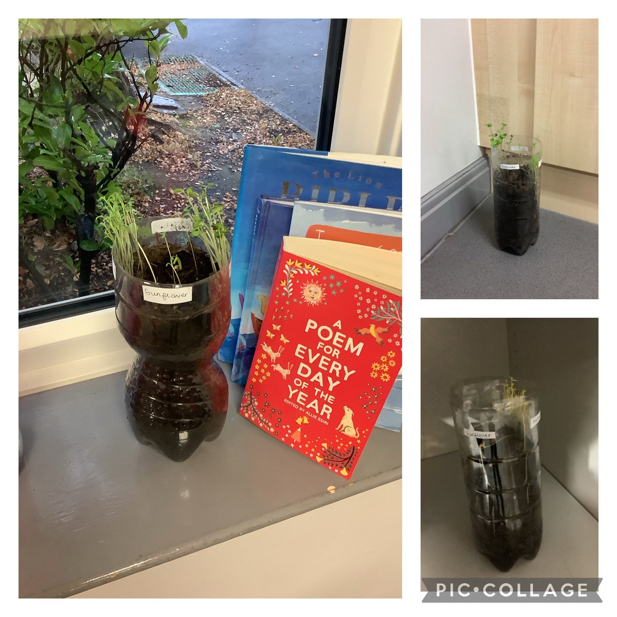 In science we have conducted an experience to find out how roots grow for different plants and comparing the roots from the plants in different conditions. Each week we are measuring the changes to the roots over time. #teamstphilips