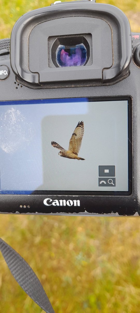 2 Short-eared Owl over Porthgwarra this morning, Wryneck still northside of trevean