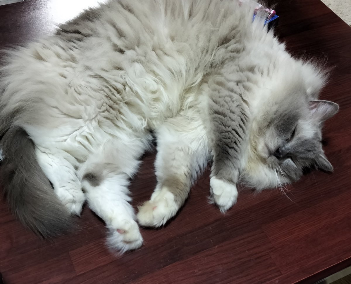 aoneko2007's tweet photo. 実家猫のべるちゃんは昼間は母の部屋に入るけれど夜は絶対入らずドアの前で母を待っていたのだが先週犬が老衰で亡くなってからは夜も部屋に入るようになったそう。今日は昼寝する母にぴったりくっついて寝ていた。今まで母の側にはいつも犬がいたから甘えたくても甘えられなかったんだね… https://t.co/bsGamiP1wa