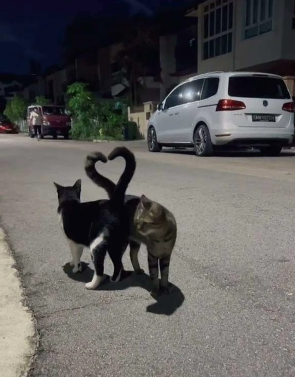 Why you should have a cat tweet media