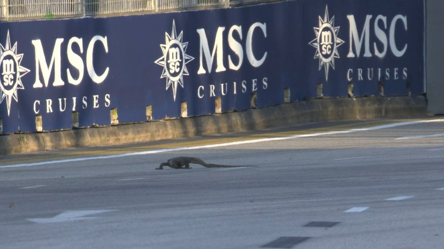 Lizard on track! 🦎

The yellow flags come out but he seems quite chilled 😄

#F1 #SingaporeGP