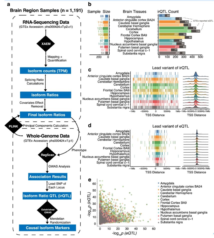 Phenomics_J's tweet image. Hidden genetic regulation of human complex traits via brain isoforms.
#Alternative splicing #Isoform-ratio quantitative trait loci #Genome #Neuro-related #Phenomics @Phenomics_J @SpringerNature

Read more here: link.springer.com/article/10.100…