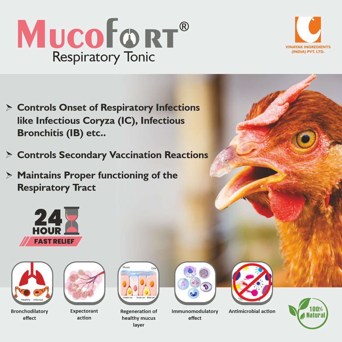 Respiratory issues in the flock range in different levels of severity. Generally, different etiologies persist, leading to respiratory problems in the flock. 

​#feedingredients #animalnutrition #VinayakIngredients #VinayakCorporation #feedadditives #feedsupplements #india