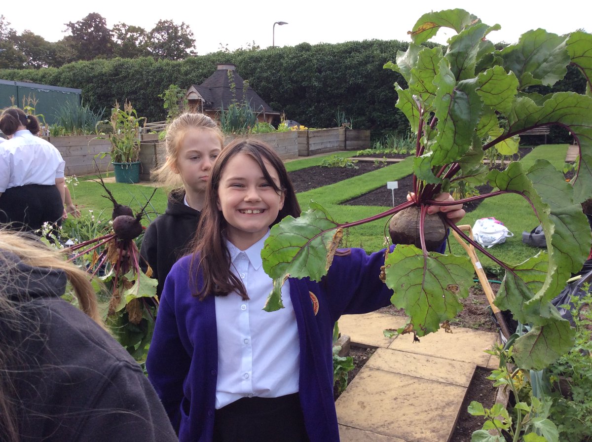 Our #RootsAndShoots team have harvested the veg at @AlnwickGarden and couldn't believe their eyes! #FreshVeg @NCEA_Trust @primarydirector