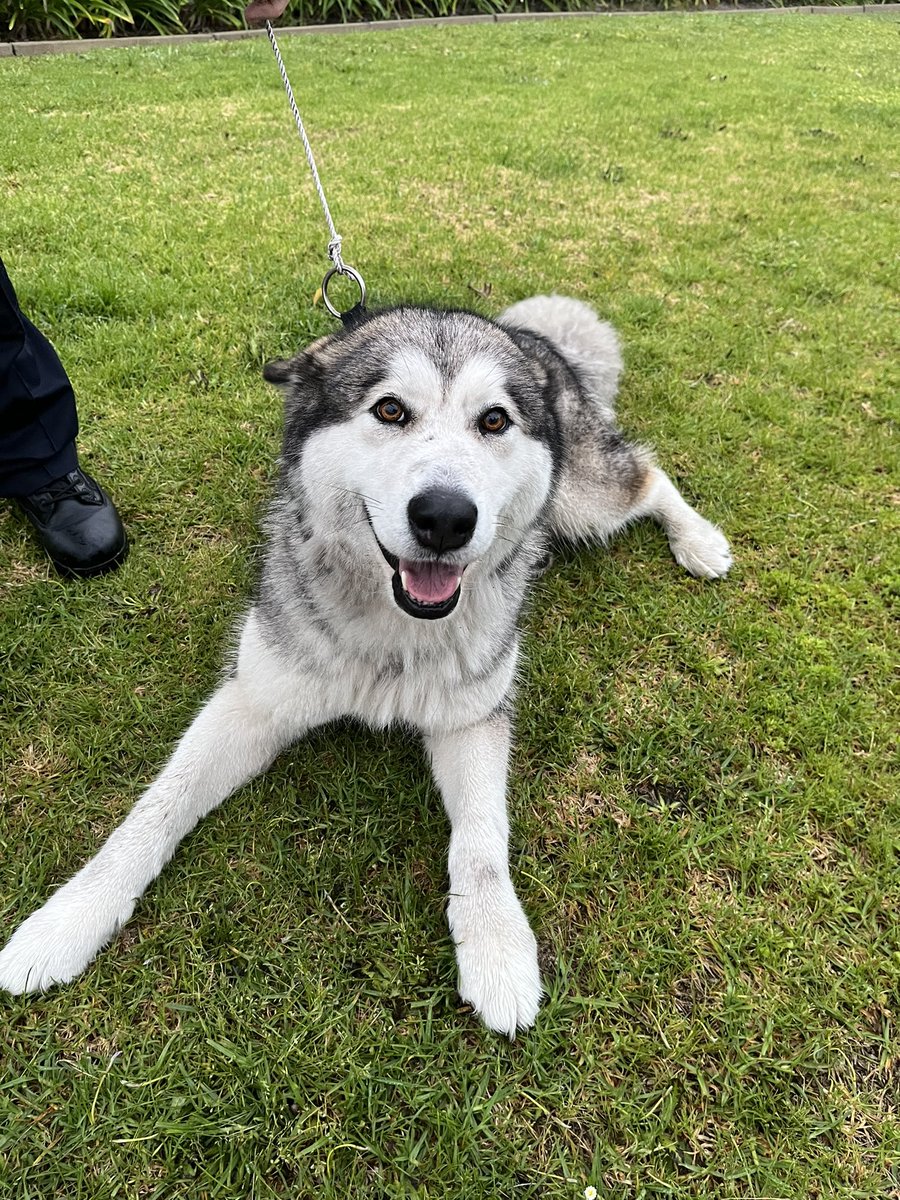 Collie Police tweet media