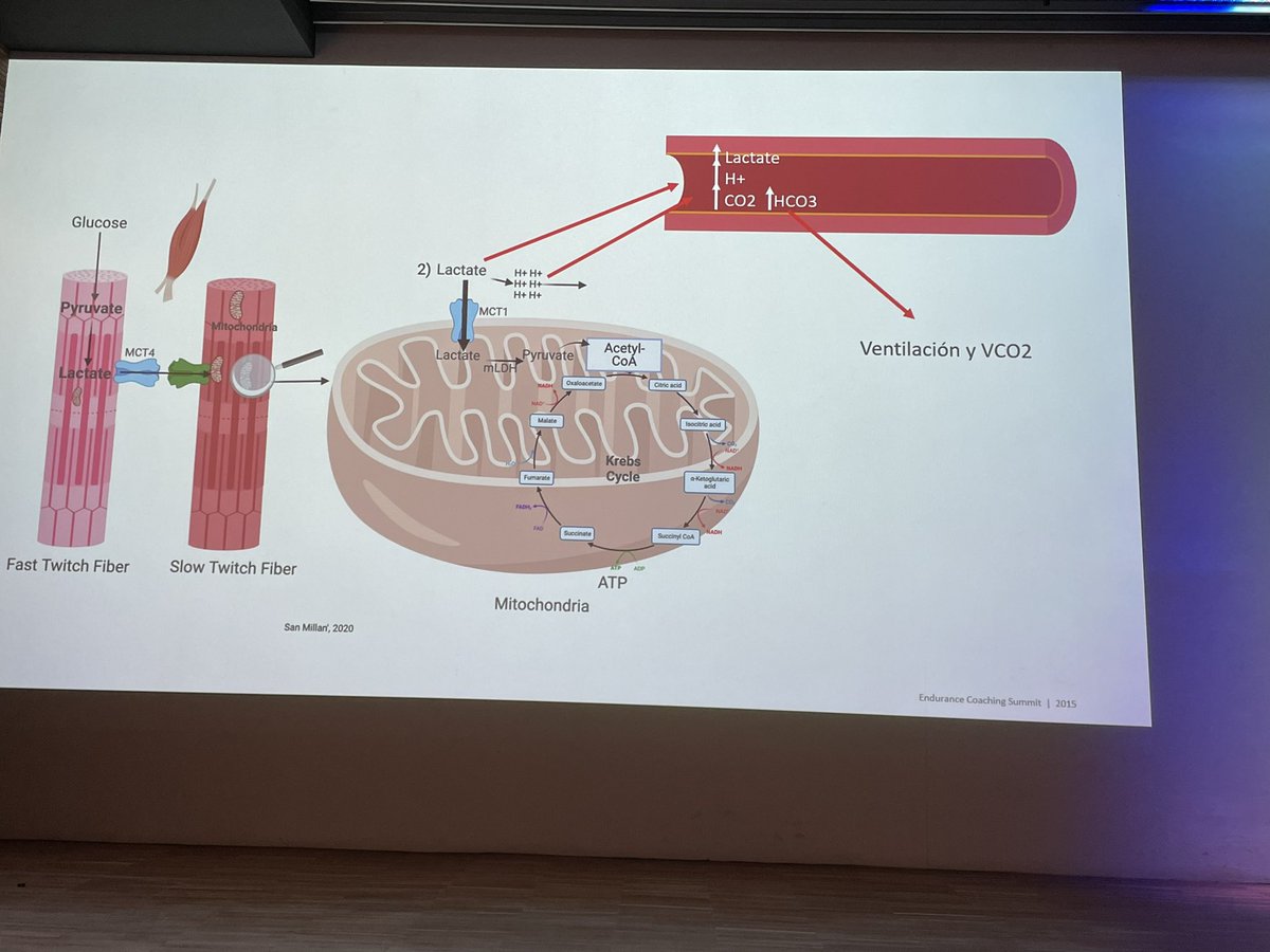 Grupo Trabajo Ergoespirometría SEC (@ergoespiro_sec) on Twitter photo ¡Qué suerte tener al <a href="/doctorinigo/">Iñigo San Millán</a> explicándonos temas tan complejos de una forma tan didáctica! Papel esencial del lactato como fuente de energía. Cardiometabolismo como base de salud y enfermedades (diabetes 2, cáncer o Alzheimer) <a href="/secardiologia/">Soc Esp Cardiología</a> @riesgo_SEC <a href="/ResiSec/">ResiSEC</a> <a href="/JovenesSec/">JóvenesSEC</a> ¡Qué suerte tener al <a href="/doctorinigo/">Iñigo San Millán</a> explicándonos temas tan complejos de una forma tan didáctica! Papel esencial del lactato como fuente de energía. Cardiometabolismo como base de salud y enfermedades (diabetes 2, cáncer o Alzheimer) <a href="/secardiologia/">Soc Esp Cardiología</a> @riesgo_SEC <a href="/ResiSec/">ResiSEC</a> <a href="/JovenesSec/">JóvenesSEC</a>