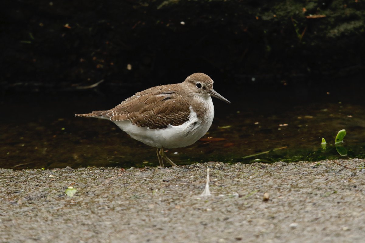 Really nice views of this Common Sandpiper.
It walked past the car a few times.
Too busy feeding to notice me.