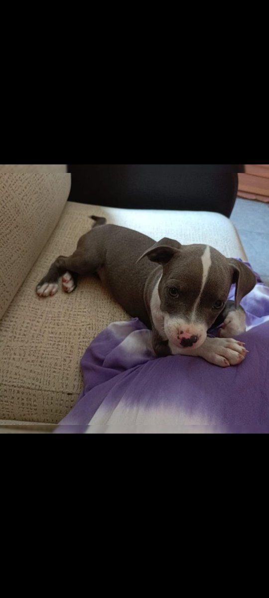 VidasSos's tweet photo. 🩵 Bebé de 2 meses🩵 #AdopciónResponsable .
-Le han tirado desde la ventana de un 🚙 en #JerezDeLaFrontera.
-Recogido por🧍,lo tendrá hasta que tenga 🏡.
-Protocolo completo: vacunado, desparasitado y chip.
Merece tener familia que sí le quiera para siempre .
- Puede viajar https://t.co/fC2R14xtYG