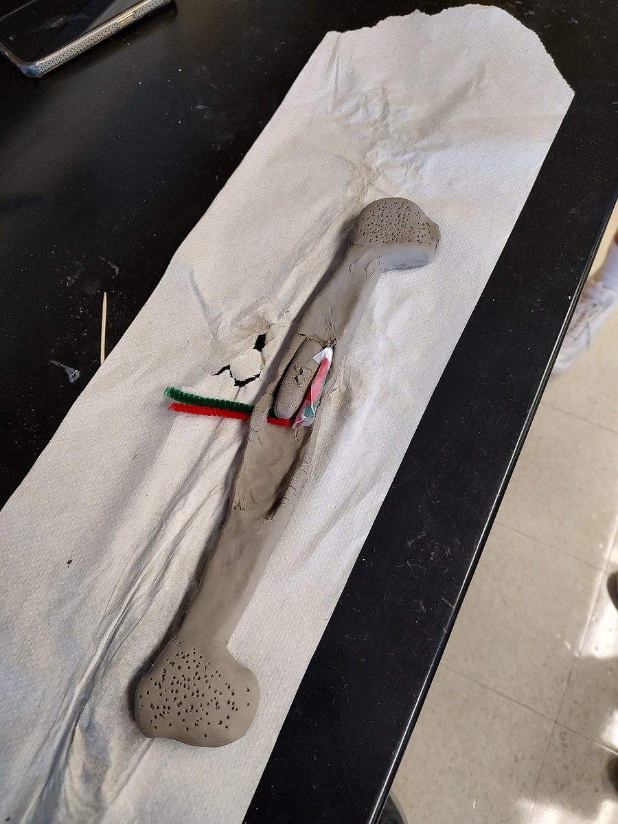 RobbinsNation's tweet image. Creating and labeling long bones out of clay in IB Sports Exercise Health Science. Thank you to the CA Art Dept for the materials! #IBScience