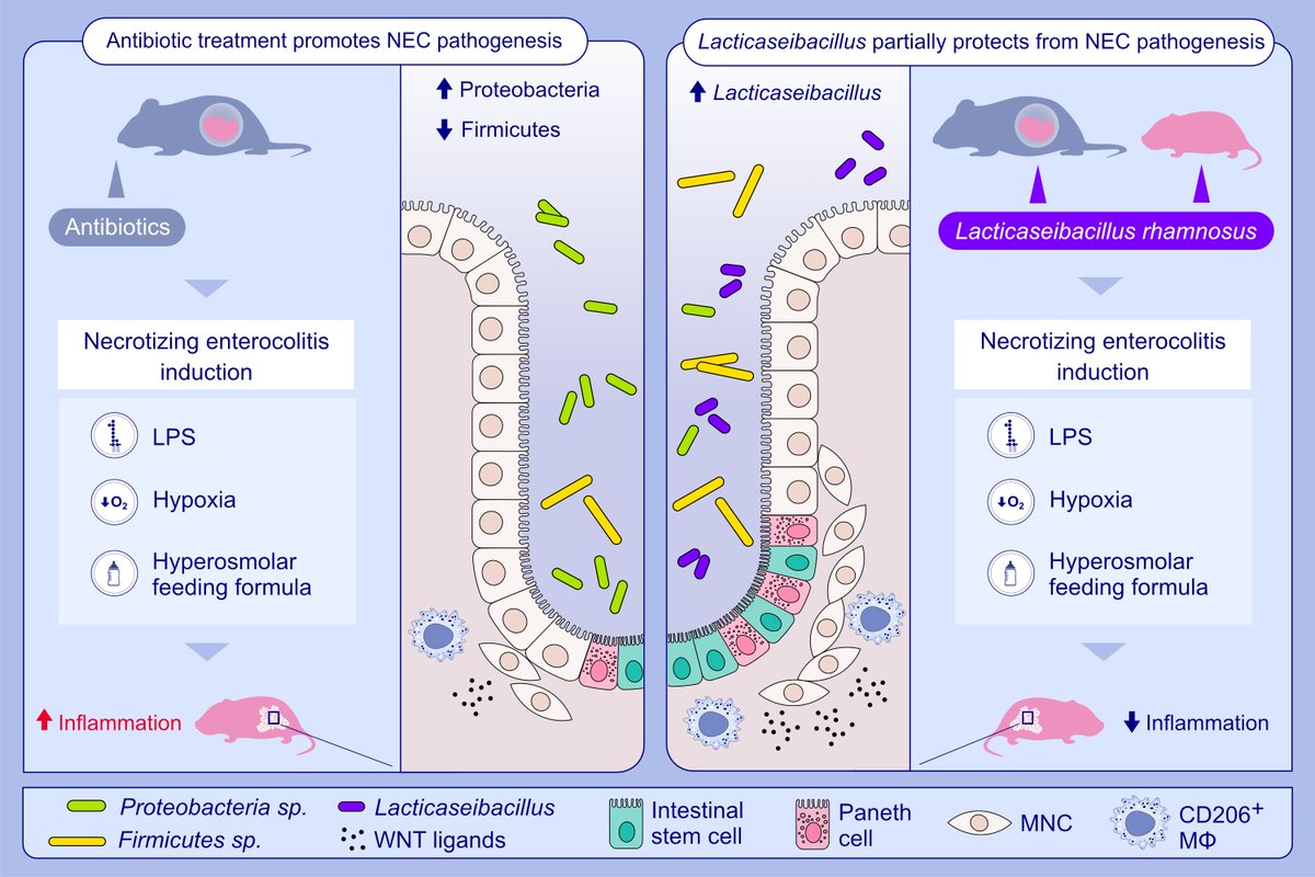 AllergyEaaci's tweet photo. Gut microbiota and Lactobacillus species maintain the small intestine stem cell niche and ameliorate the severity of necrotizing enterocolitis
First and corresponding author: Svabova Tereza

This is an article from our series “News and Views: Groundbreaking Discoveries in Clinical and Basic Science”, where articles published in other top-tier journals are highlighted in the context of allergies. Tereza et al. discuss a recently published paper in Immunity (2022; 55(12): 2300-2317) on the role of early-life gut #microbiota on intestinal stem cell differentiation into Paneth cells and its disruption by administration of antibiotics.

Read more articles published in #Allergy on #asthma here: https://t.co/ayEOdNgXbw
#Allergy_journal