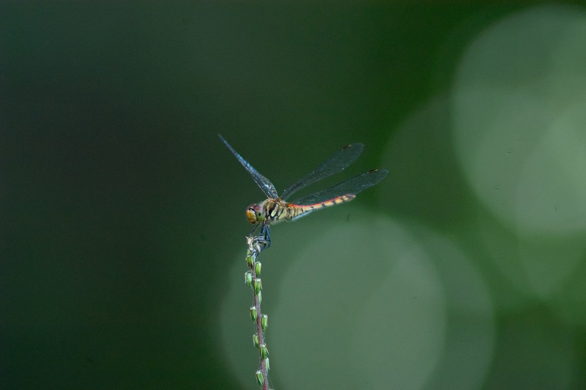 宇宙ネコ (@vhq0yw20mvojfl4) on Twitter photo 