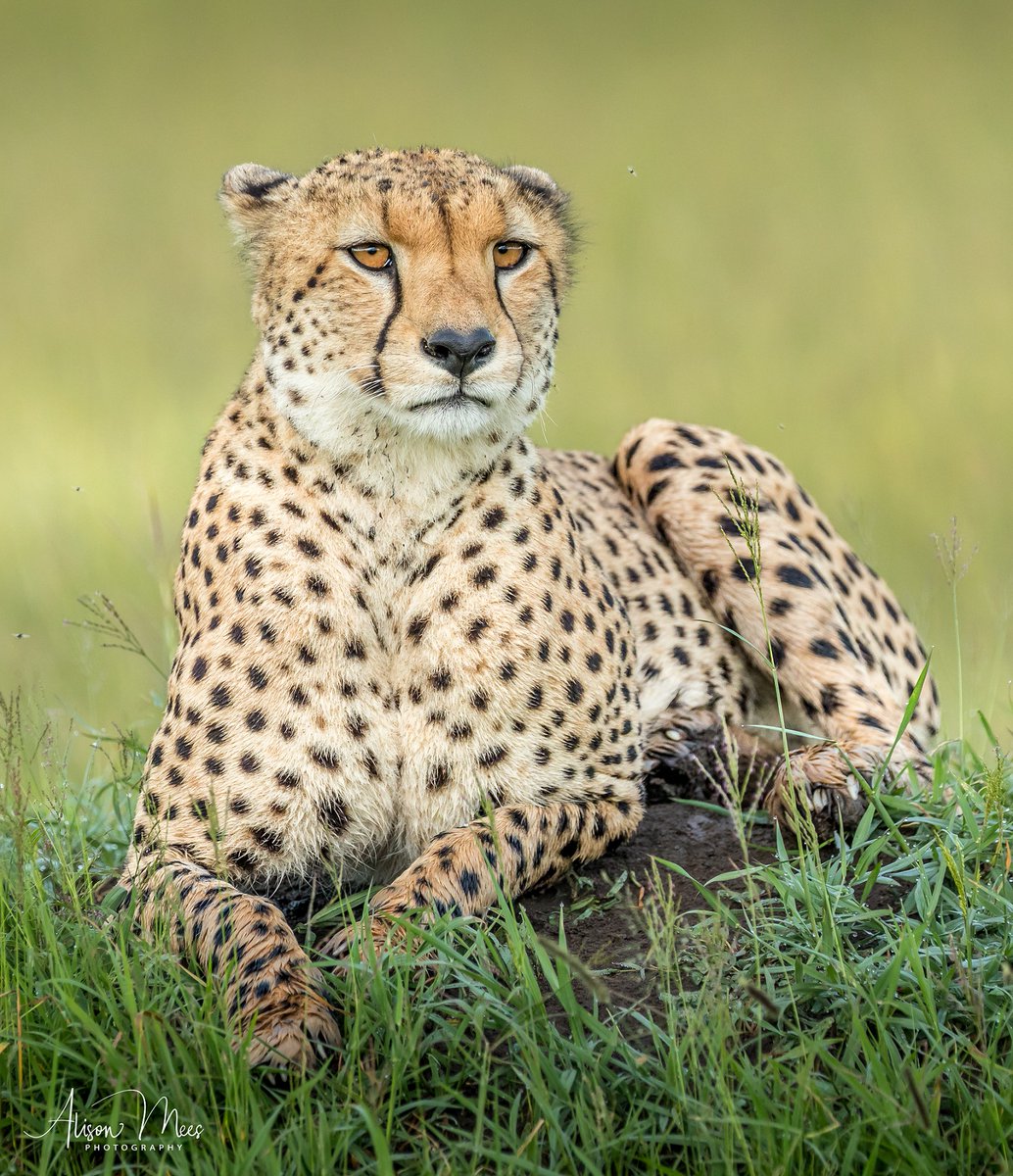 Next Friday, in the opening talk of our new season, Alison Mees tells the story of 16 years living in Africa, working in the community and with cheetah conservation. See hdcc.org.uk/syllabus, where visitors can click the Visitor button to get a meeting's Zoom code. #wildlife