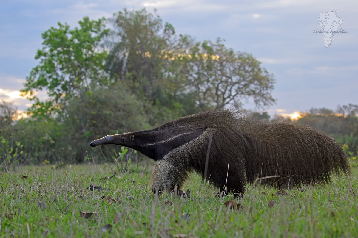 UntamedExp's tweet photo. Southern Pantanal - the same but different!

Birds and Anteaters. Not a bad combination...

https://t.co/KOtI0JEhb0
info@untamed-expeditions.com

#hyacinthmacaw #giantanteater #redshoulderedmacaw #wildlifephotography #BirdsSeenIn2023 #twitterwildlifephotography https://t.co/JIgT6ecK1R
