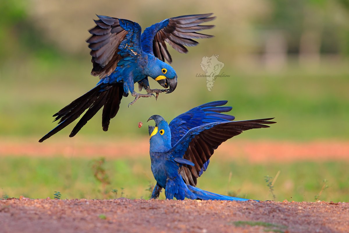 UntamedExp's tweet photo. Southern Pantanal - the same but different!

Birds and Anteaters. Not a bad combination...

https://t.co/KOtI0JEhb0
info@untamed-expeditions.com

#hyacinthmacaw #giantanteater #redshoulderedmacaw #wildlifephotography #BirdsSeenIn2023 #twitterwildlifephotography https://t.co/JIgT6ecK1R