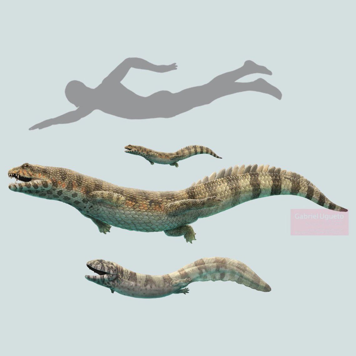 This is such a beautiful fossil of such an amazing animal