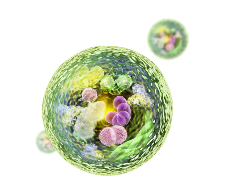 Autophagy - The Magic of Cellular Rejuvenation
youtu.be/kHILSnBBNzs
Get some here
shop.prolon.co.uk/?sca_ref=70035…