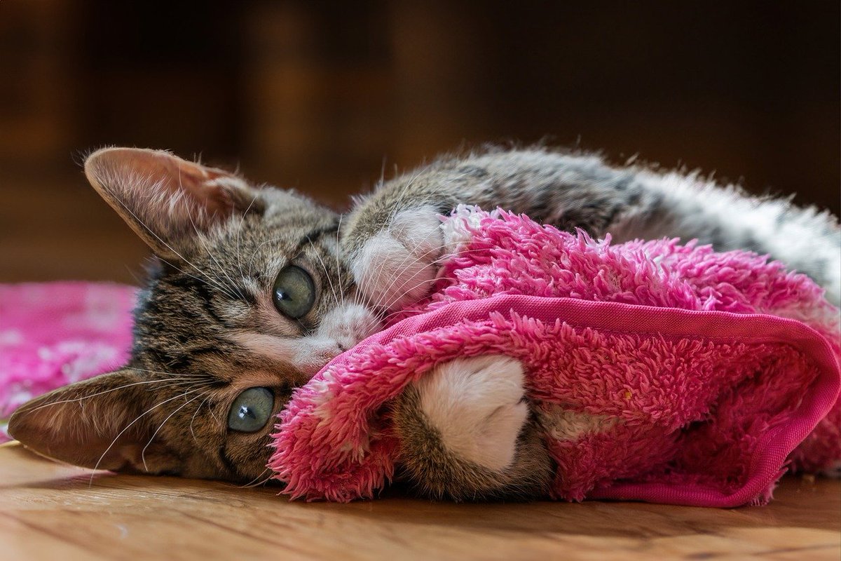 Beebeestv's tweet photo. Happy Friday 😍😻
#cat #chat #cats #catlover #catlife #meow #catoftheday #mycat #kitten #pet #catsworld #instacat #CatsofInstagram #CatLovers #InstaCats #Catsagram #Purrfect #CatLife #CatLove #KittyLove #FelineFriends #CatsAreFamily  #CatDreams #CatPaws #CatWorld  #CatFunny https://t.co/QDMHP4NYCs