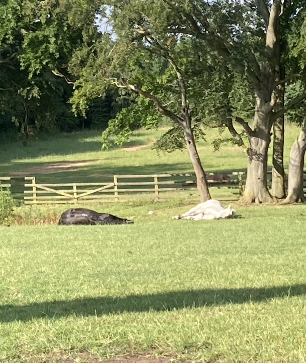 Happy Friday everyone - whether you are having a lazy weekend or a busy at competitions we hope you have a fabulous time #ponyhour #hopepastures