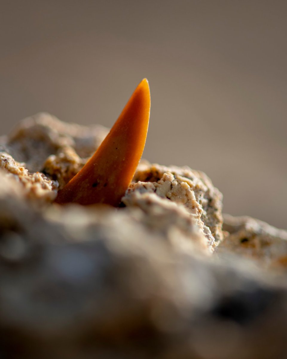 Fundación Bosc de la Marquesa tweet media