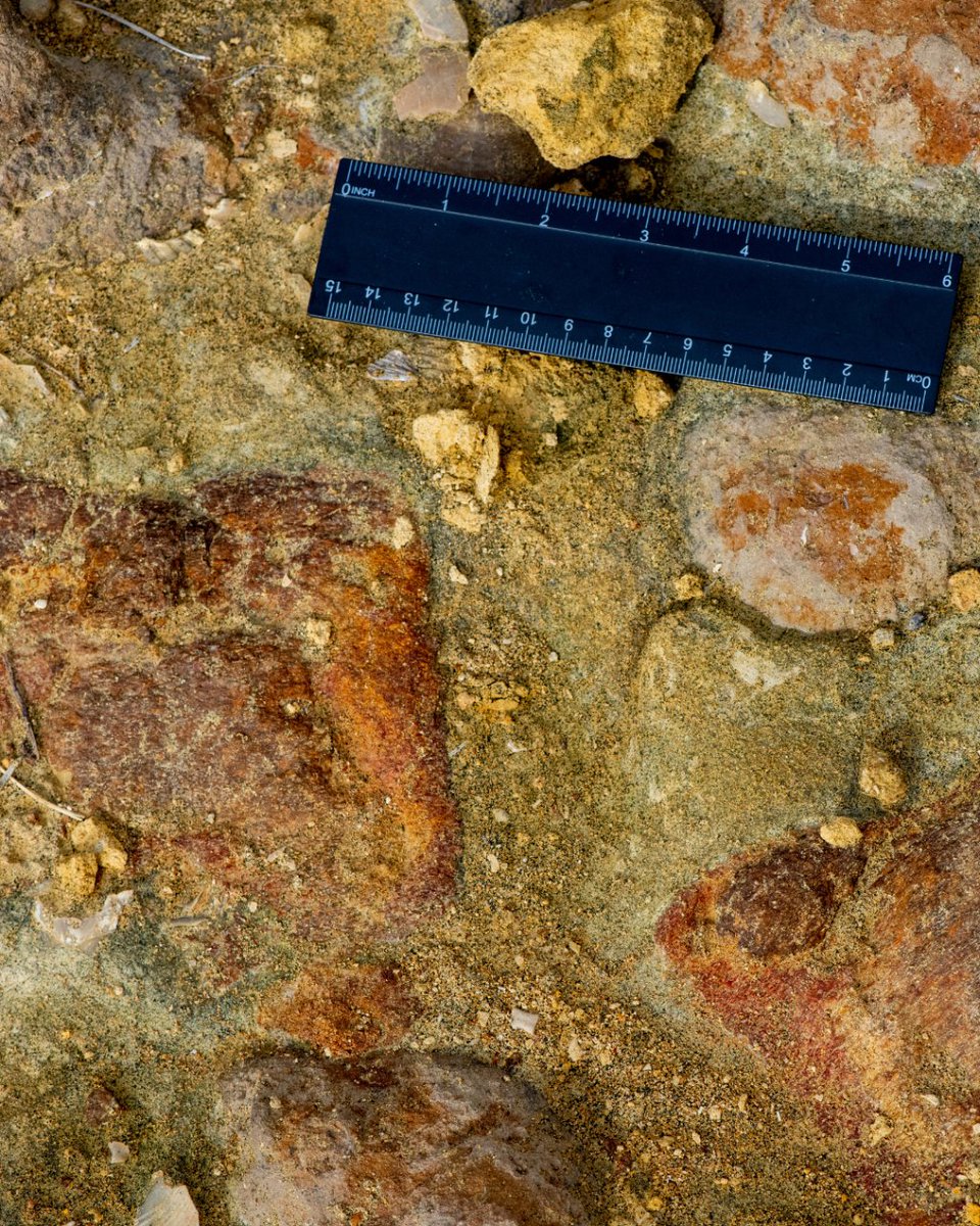 Fundación Bosc de la Marquesa tweet media