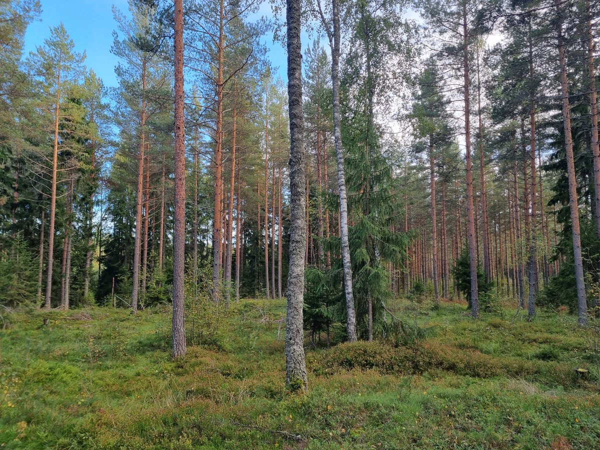 Simo Tiainen tweet media