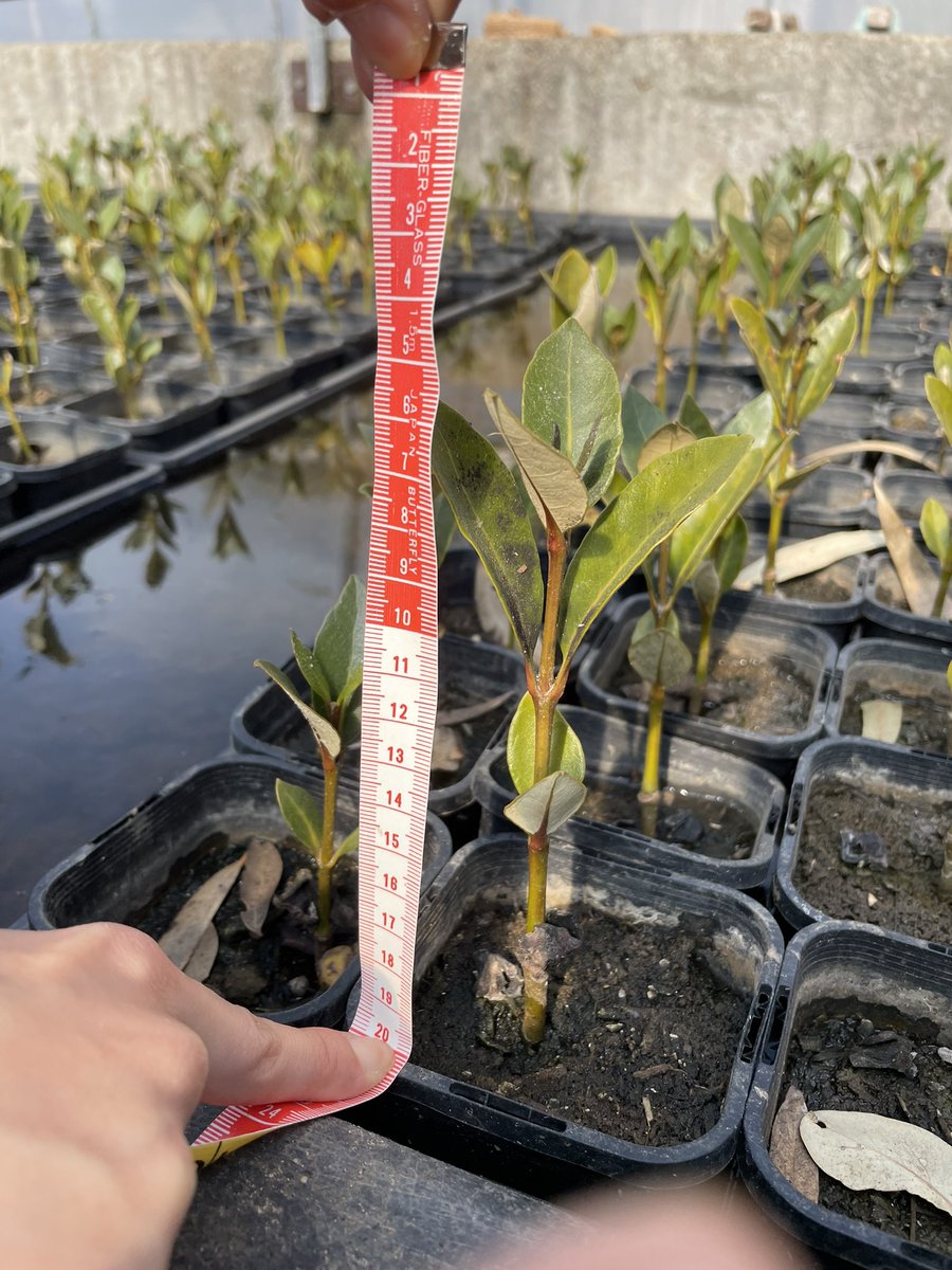 Last visit to my babies before they get planted out in November! I’m so grateful to Advance College Native Nursery for all the work they put into growing them.