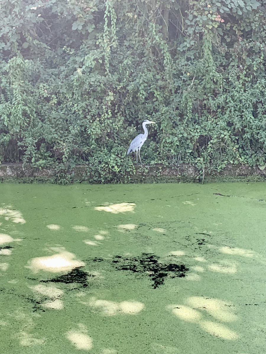 ILoveHanwell's tweet photo. #HanwellHeron #HanwellLocks #HanwellFlight https://t.co/Q8csW6Vqjk
