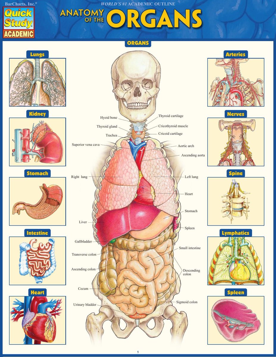 212tons's tweet photo. Anatomy of the #Organs 
#HumanBody https://t.co/VZeYLrHpIx