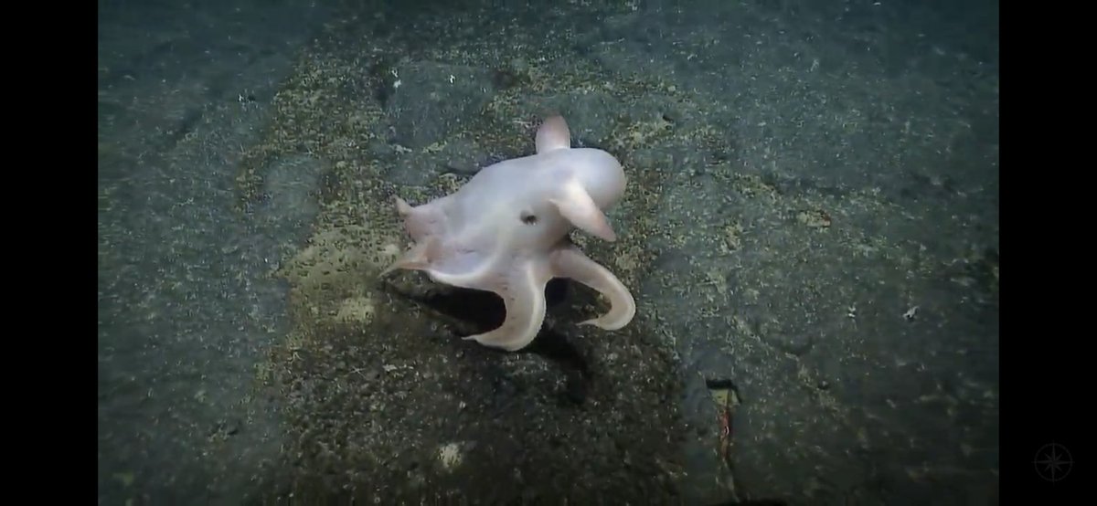 Happy #octopusFriday! In lovely balance of the deceased find yesterday, @EVNautilus encountered a couple dumbo #octopus on approach to the top of this #PMNM unnamed seamount. 🐙 Manifested them by discussing octopods!  #nautiluslive