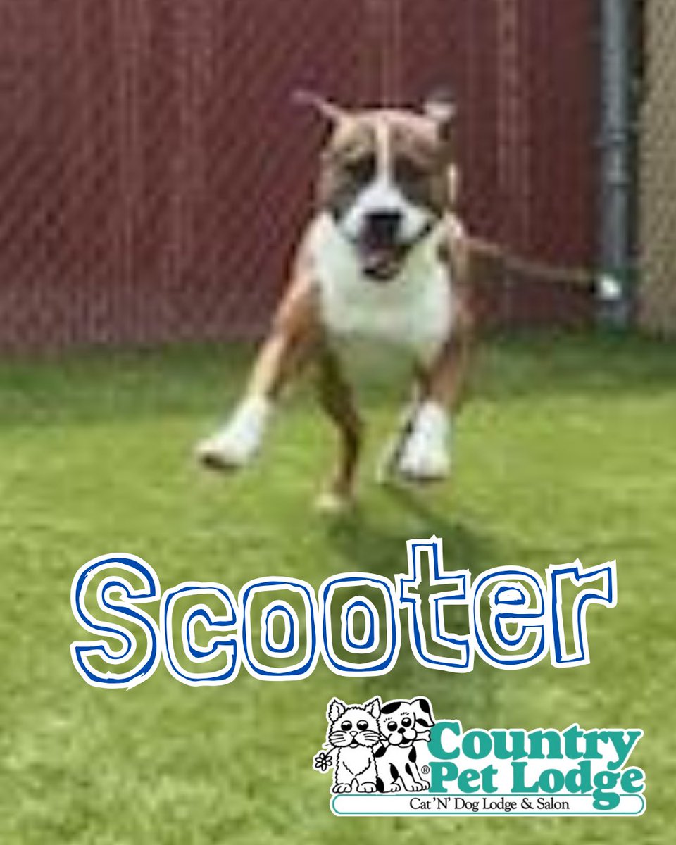 CountryPetLodge's tweet photo. Meet Scooter, our high-flying Pit Bull X who's convinced he's part superhero, part track star! 🐾✨ Happy Friday! 🚀🐶 #Scooter #PitBullX #PitBullPower #CountryPetLodge https://t.co/tljEfz9eZZ