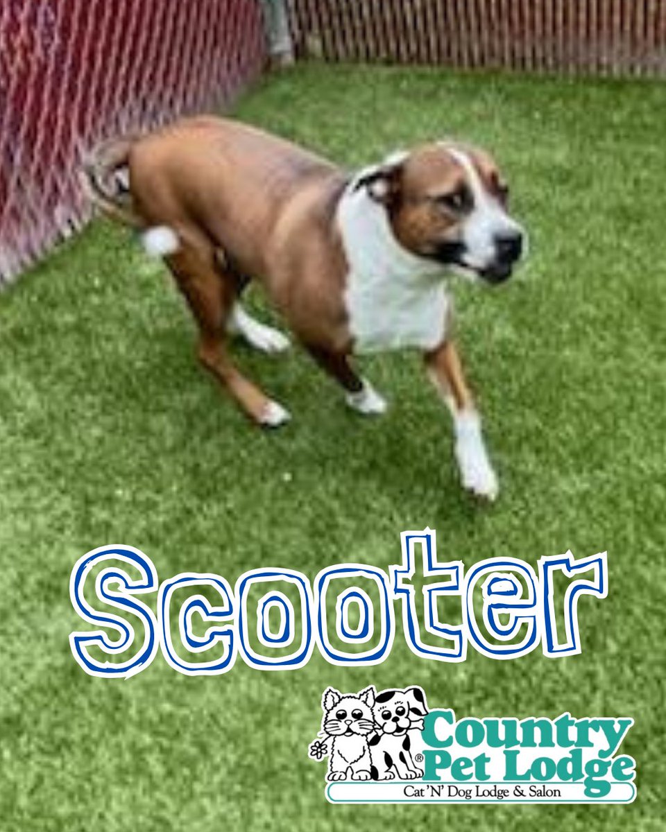 CountryPetLodge's tweet photo. Meet Scooter, our high-flying Pit Bull X who's convinced he's part superhero, part track star! 🐾✨ Happy Friday! 🚀🐶 #Scooter #PitBullX #PitBullPower #CountryPetLodge https://t.co/tljEfz9eZZ