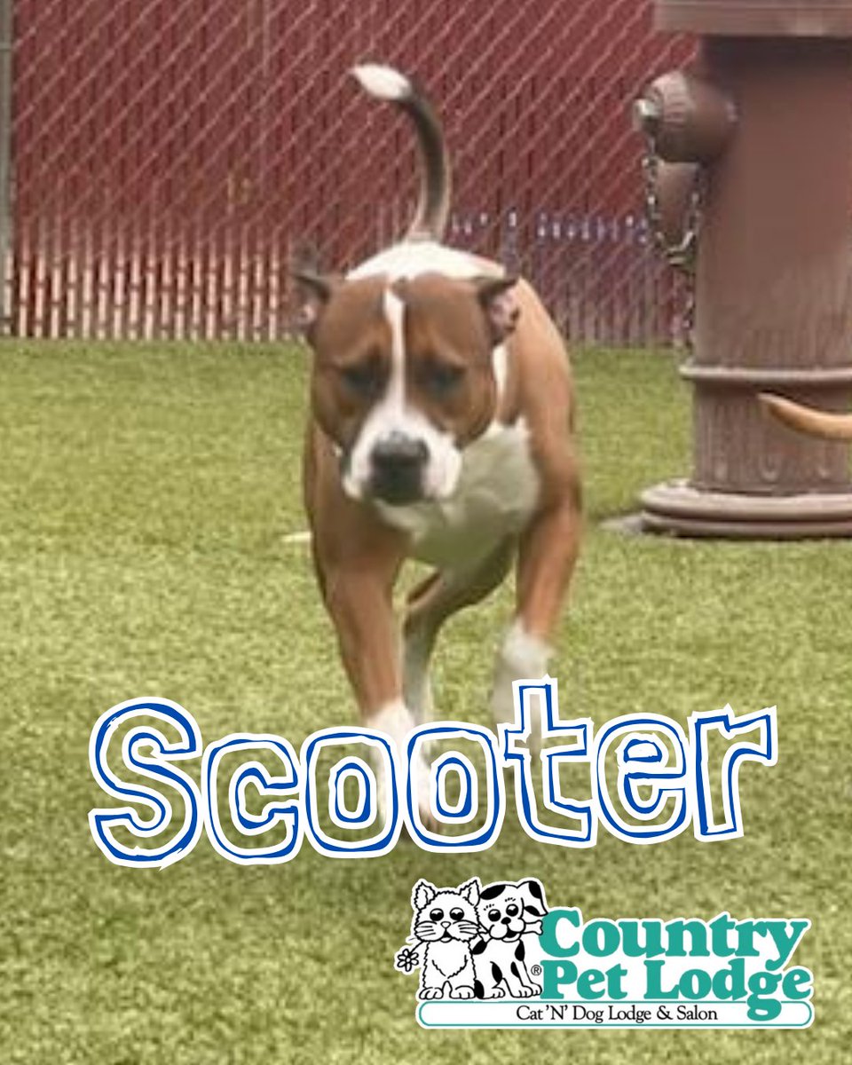 CountryPetLodge's tweet photo. Meet Scooter, our high-flying Pit Bull X who's convinced he's part superhero, part track star! 🐾✨ Happy Friday! 🚀🐶 #Scooter #PitBullX #PitBullPower #CountryPetLodge https://t.co/tljEfz9eZZ
