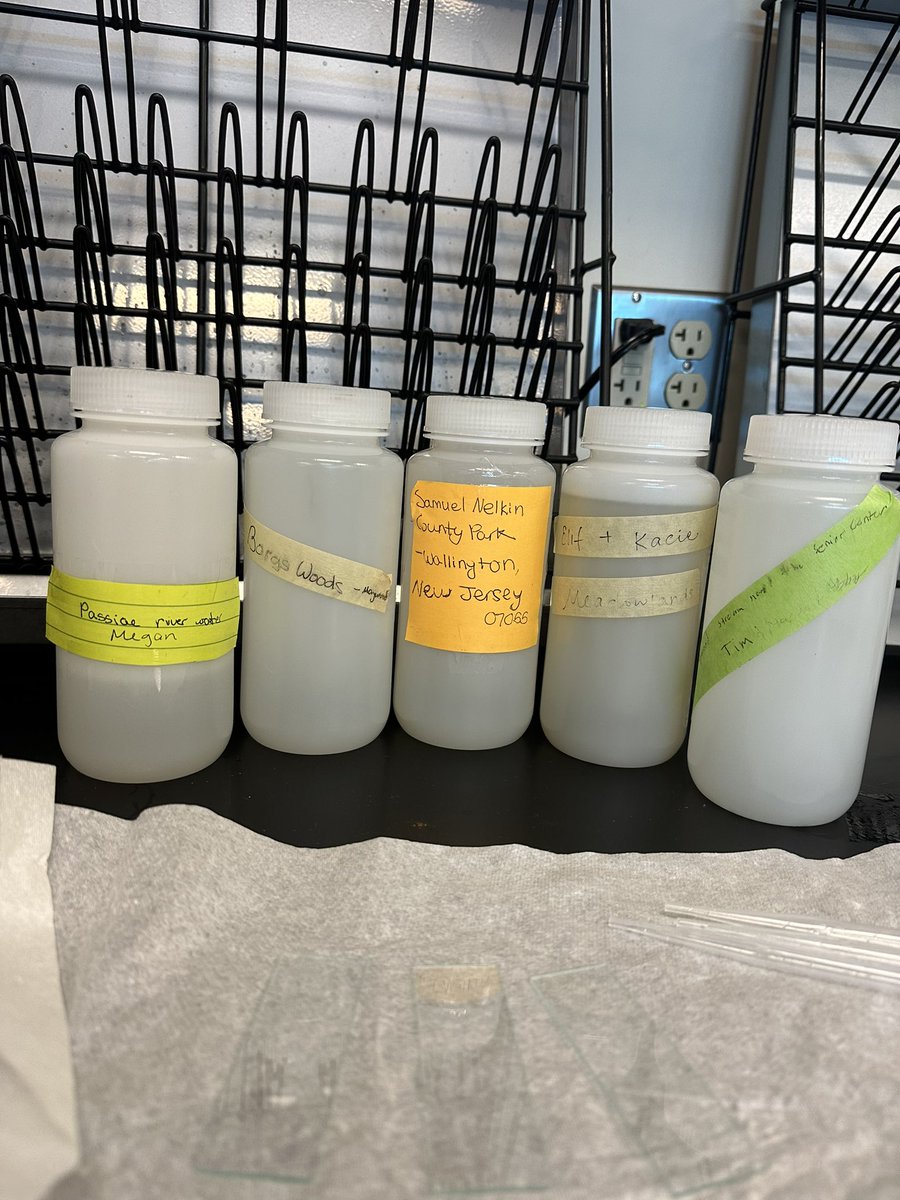 Ms_Calasso's tweet photo. Life in a Drop of Water💧 

AP EnviSci students collected water samples from community parks to explore the biodiversity of microscopic organisms 🔬

Students found numerous water organisms including a Rotifer, Nematode, Amoeba, and more! @BectonHS #BectonScience https://t.co/o2c668fodv