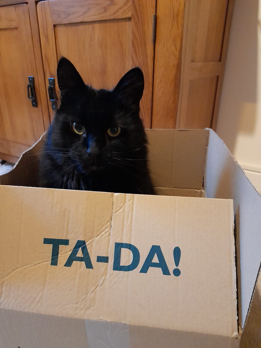 timeline cleanser.....#CatsOfTwitter #BlackCat #tada