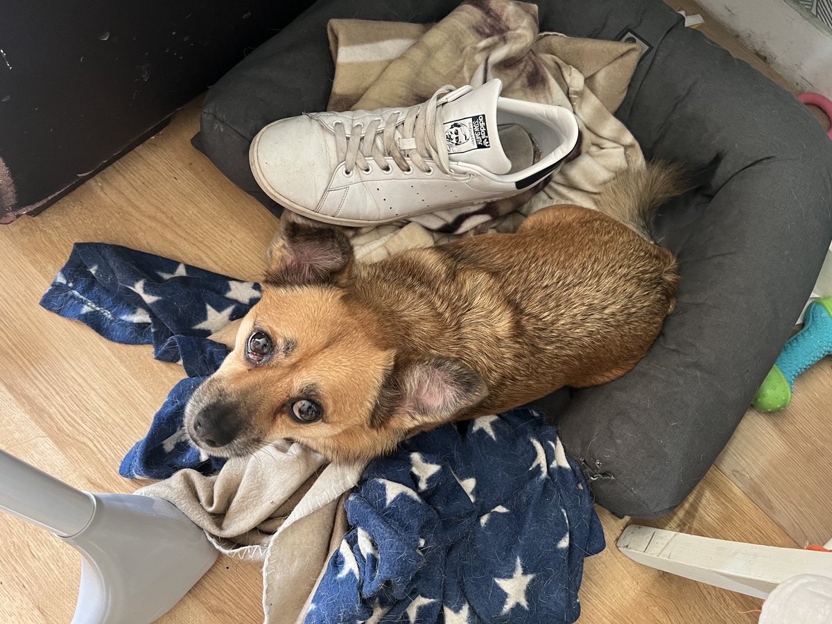 ⁦<a href="/mrjamesob/">James O'Brien</a>⁩ I’m 6 ft 4 and my dog is only just bigger than my shoe. Real men own small dog 😂