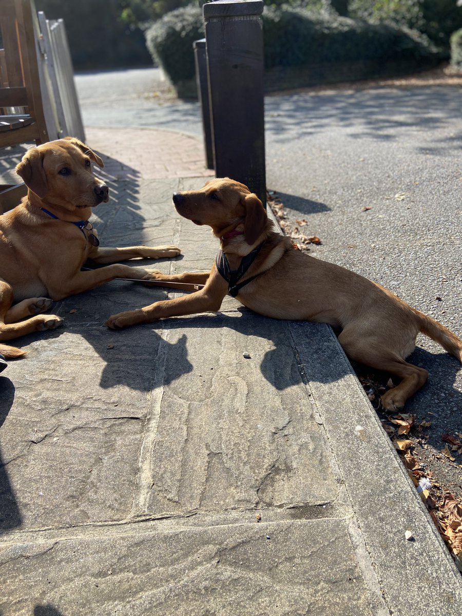 foxredlabdogs's tweet photo. When you just can’t crawl up the last step to get home….. #FridayFeeling #BackForMore #puppiesoftwitter #puppies #dogsoftwitter #RedFoxLabs https://t.co/Ja6a0Jfws1