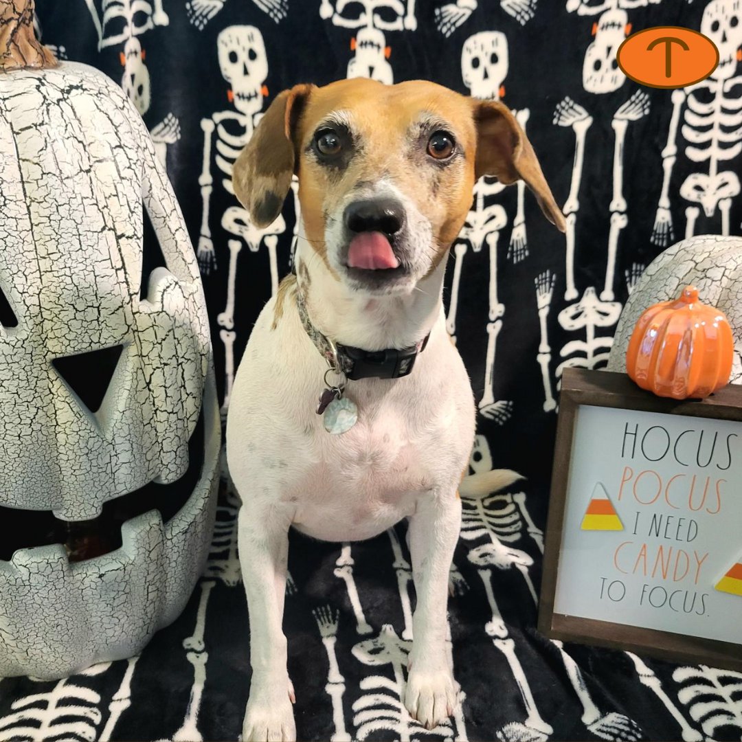 temperform's tweet photo. Meet Sarah K.

Sarah is our continuous improvement engineer at Temperform, LLC. 

(Scroll for cute dog pictures).

#employeefeature #employeespotlight #appreciation #workfamily #thankyou #temperform #cutedogs https://t.co/MjieEtq01A
