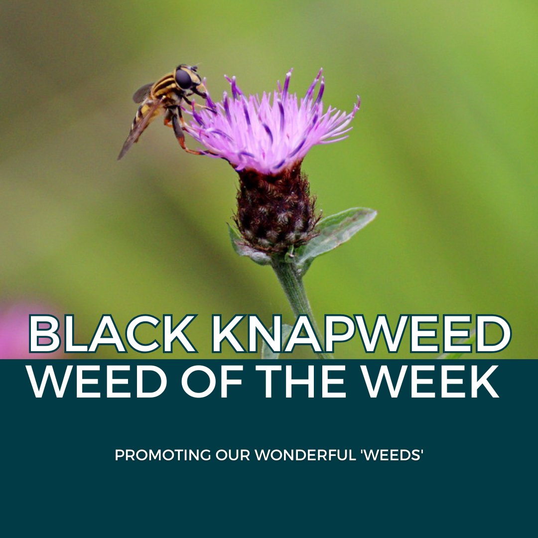 The_Buzz_Club's tweet photo. #WeedoftheWeek is Black knapweed
🌿One of the UK’s top 5 native nectar & pollen producers.
🌿The flowers are hugely popular with many kinds of pollinating insects
🌿Tough stems provide support for other wildflowers and the seeds are food for many small birds https://t.co/oU4Y5Yjju0