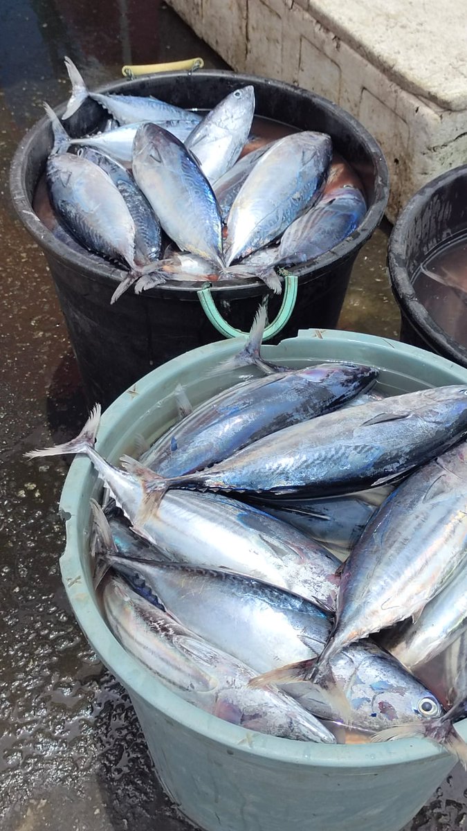 PiSunarsi's tweet photo. Jumat, 15/09/23. Sunarsi Ibrahim. Luhkan Kab. Halmahera Selatan, melaporkan hasil penjualan ikan cakalang bapak Jamaludin KUB Pasi Dodomo 50 Kg. dengan harga jual Rp.20.000/kg.
#GiatLuhkanSatminkalAmbon 
@BP3_Ambon 
#Luhlapor https://t.co/ba0yQJ2D2I