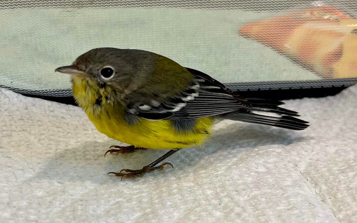 This magnolia warbler was also among the lucky, if unhappy, few yesterday. If you see a window-struck bird stunned or lying on the sidewalk, you have been chosen to help! Please place the bird in a paper bag (ideally) and bring it to WBF or a rehabber near you.

📷: Phyllis Tseng