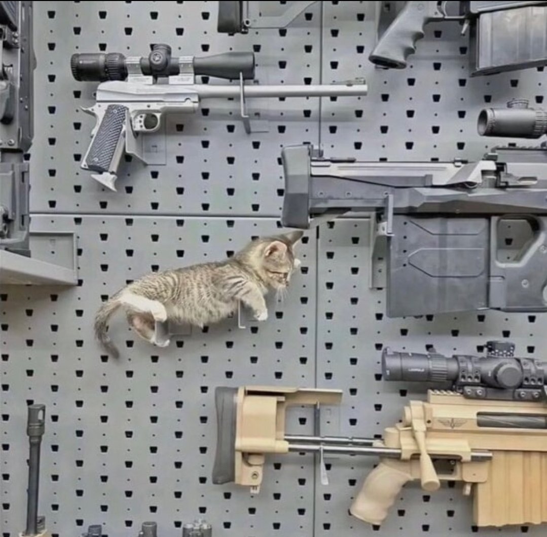 smol silly cat tweet media