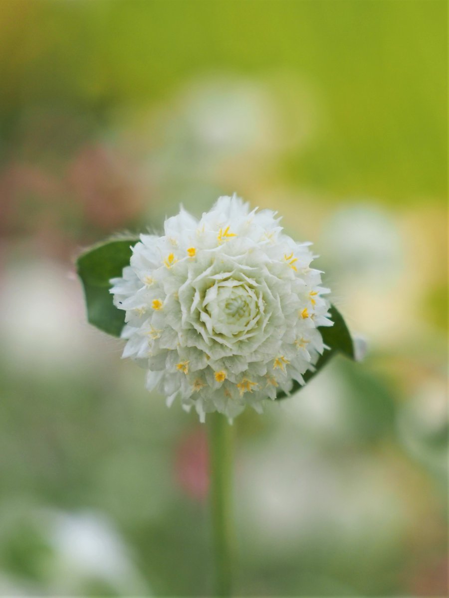 yonyonii's tweet photo. 9月20日 水曜日
おはようございます
今日も よい日であります様に
#写真好きな人と繋がりたい
#TLを花でいっぱいにしよう
#センニチコウ #OLYMPAS
#おはよう https://t.co/DL6IE1sWXv