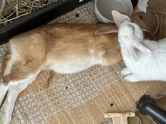 She loves to kiss his ears 🥰 https://t.co/dIkMoHQugb