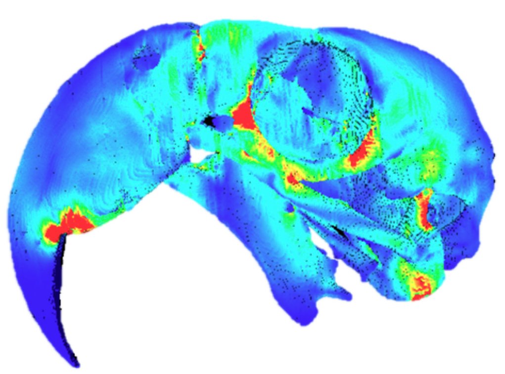 Funded PhD opportunity with us on musculoskeletal adaptations to extreme biting in birds #PhDposition hull.ac.uk/study/postgrad…