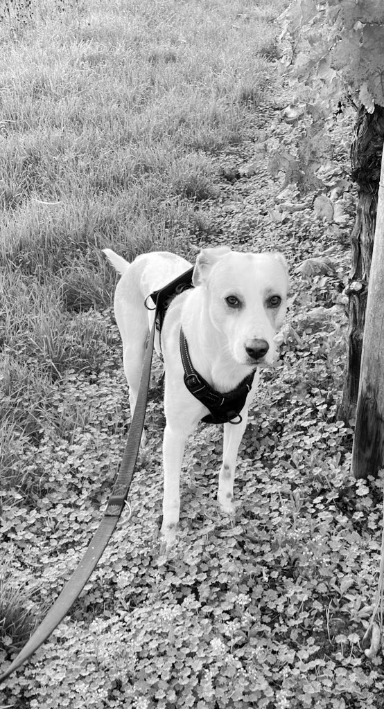 MontyDobby's tweet photo. #EhrenspalierfürBen https://t.co/x8fWQVEs5d